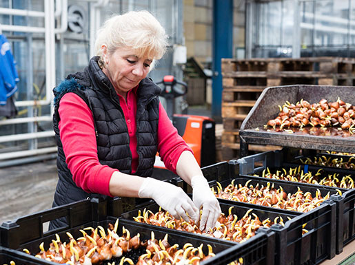 Agrarische medewerker verwerkt bloembollen in een kas.